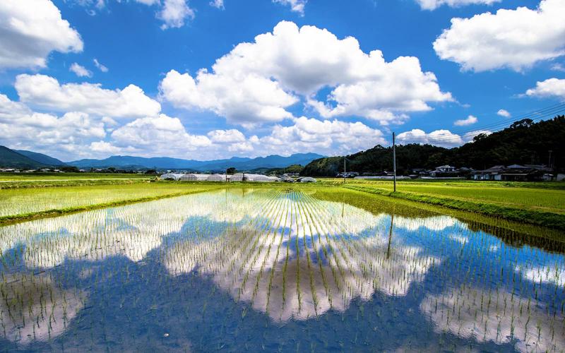 The husband's sudden declaration of "becoming a farmer" arrived as a natural eater in the 29th year of Kumamoto.