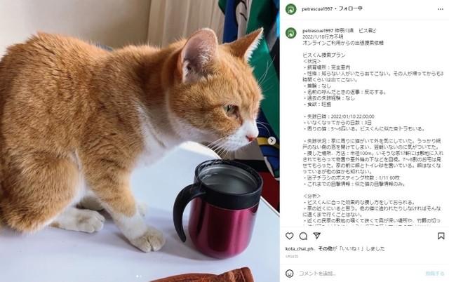 “うちの猫”がもし迷子になったら？　ペットレスキューがサポート、なるほど！効率よく捜せる方法とは｜まいどなニュース 