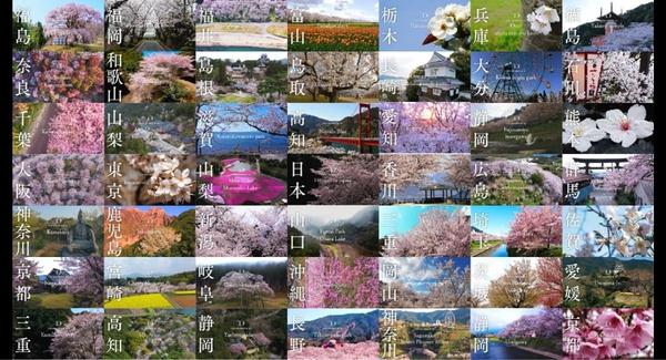 【桜ドローンプロジェクト】3/27はオンライン花見の日！桜絶景スポットで生ライブ配信。今年は特別料理やお酒付きのプレミアムプランも。