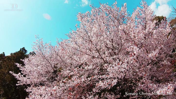 【桜ドローンプロジェクト】3/27はオンライン花見の日！桜絶景スポットで生ライブ配信。今年は特別料理やお酒付きのプレミアムプランも。 