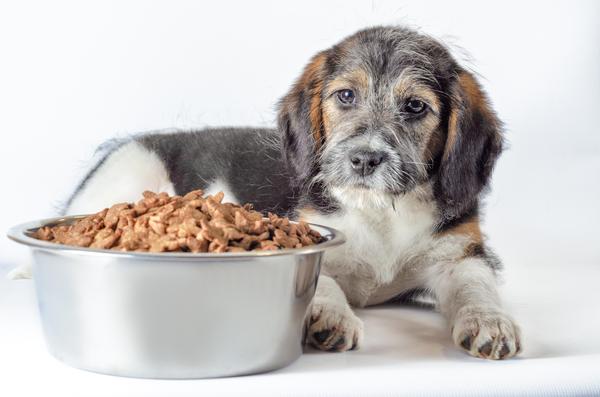 BARFEN OU REQUERNO -FEED FEED: O que é melhor para o cachorro?