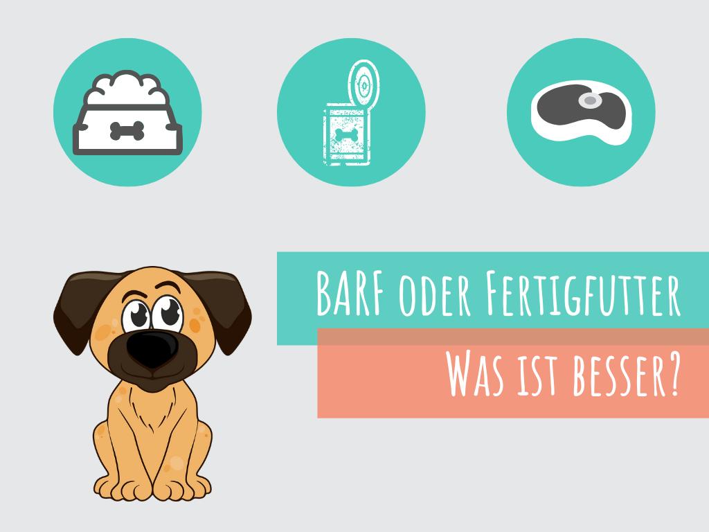 Barfen oder Fertigfutter: Was ist besser für den Hund? 