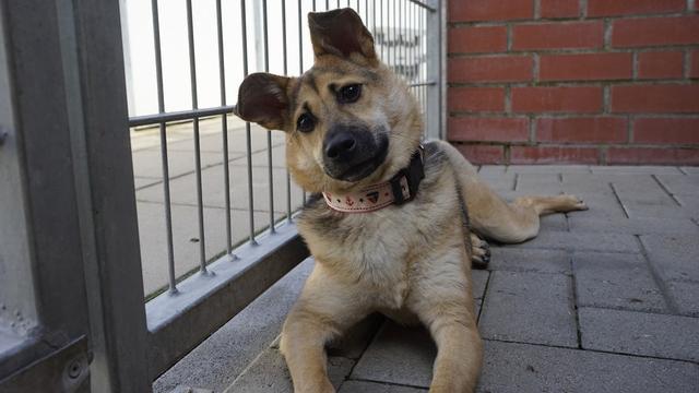 Zahl der Hunde in Krefeld nimmt zu - auch wegen Corona