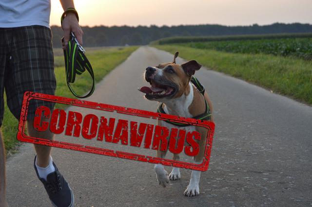 Zahl der Hunde in Krefeld nimmt zu - auch wegen Corona 