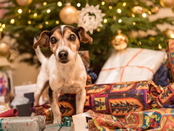 Haustiere als Weihnachtsgeschenk - Hunde aus dem Internet
