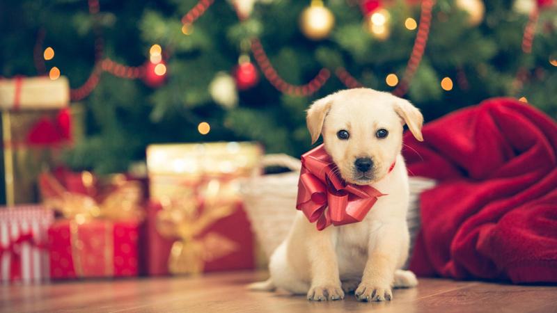 Haustiere als Weihnachtsgeschenk - Hunde aus dem Internet 