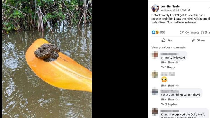 Australia: Los remeros descubren un pez piedra muy venenoso en un recorrido en kayak