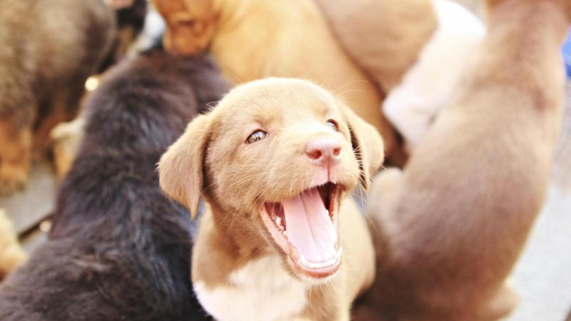 Tiermedizin: Immer mehr Hunde leiden unter einer Fleischallergie 