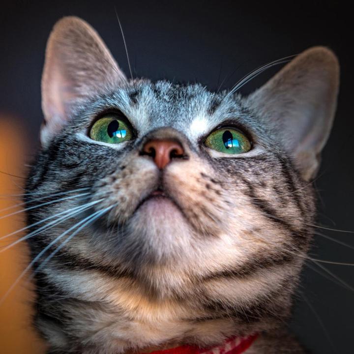 Forscher melden an Corona erkrankte Katzen – was Experten dazu sagen