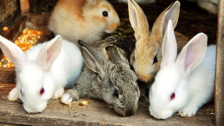Mais e mais coelhos estão sendo entregues no abrigo de animais em Berlim