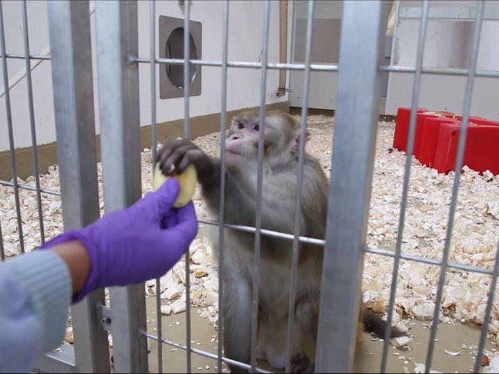 Corona alimenta alternativas de testes em animais