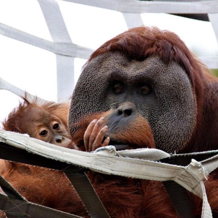 Orang-Utan-Vater betreut Tochter, nachdem die Mutter plötzlich starb 