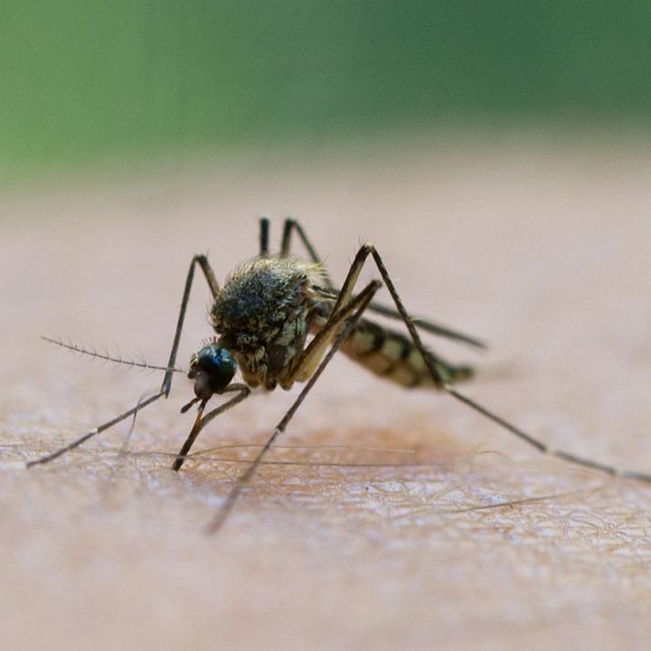 Um clima barato para o mosquito