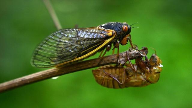 Milliarden Insekten schlüpfen: Washington steht eine Zikadeninvasion bevor