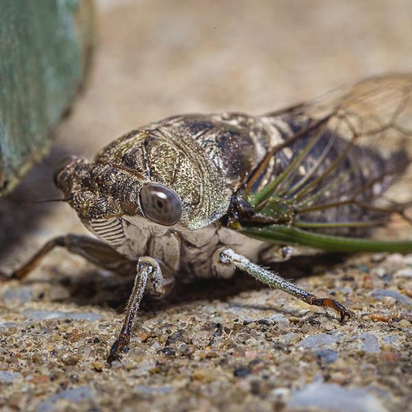 Miles de millones de insectos Slip: Washington se enfrenta a una invasión de cigarra 