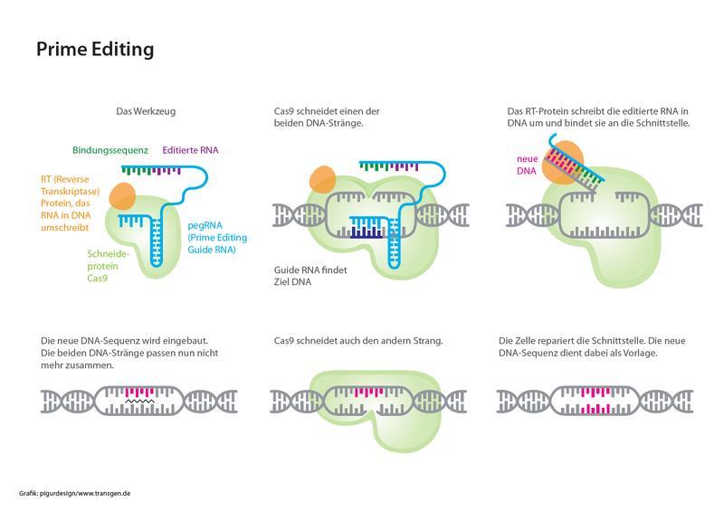 Genome Editing: Nicht nachweisbare Gentechnik? 