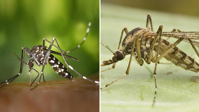 Os mosquitos domésticos estão transferindo cada vez mais doenças