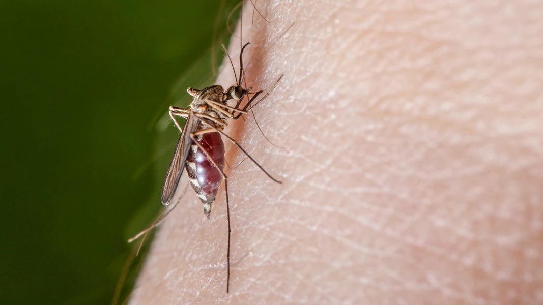 Heimische Mücken übertragen immer mehr Krankheiten 
