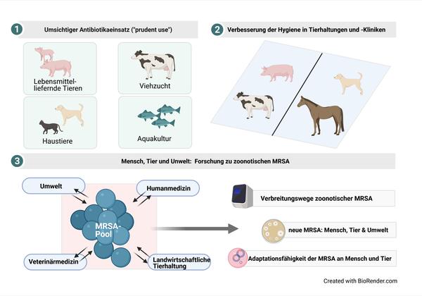 COVID-19, Schweinegrippe und Co.: Wie entstehen Krankheiten durch den Kontakt zwischen Mensch und Tier?