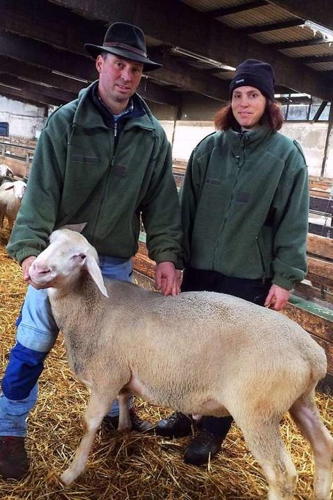 Hückeswaginternoer Brüderpaar stellt seine Schafe auf Auktion vor 