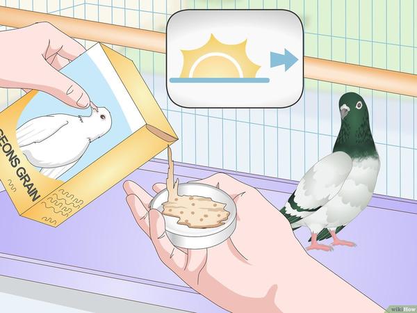 Tauben füttern: Warum du es lassen solltest
