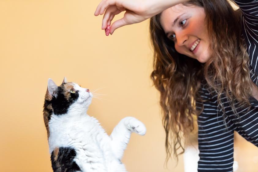 Was kann man einer Katze alles beibringen? 5 Tricks, die jeder Stubentiger lernen kann!