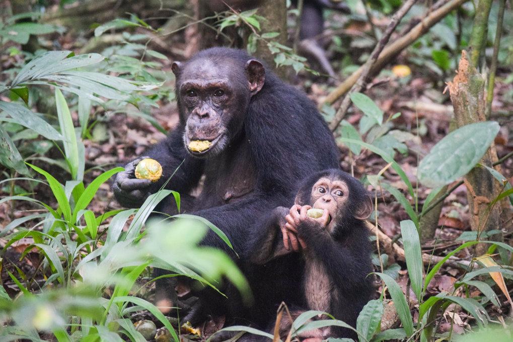 Besser altern: Was Menschen von Chimpanzé lernen können 