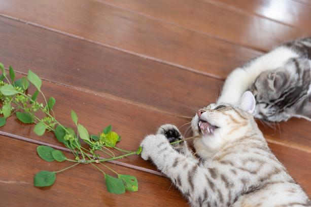 Por qué los gatos están tan locos por la hierba gatera 
