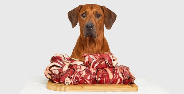Beim Fleisch aufpassen: Was der Hund auf keinen Fall 
