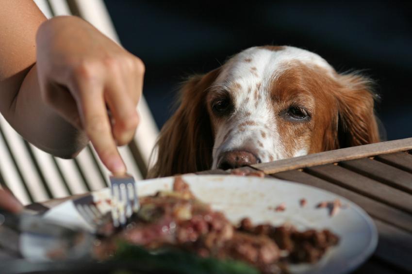 Beim Fleisch aufpassen: Was der Hund auf keinen Fall  