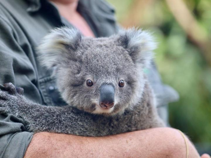 Australia: Buschfeuer y las enfermedades amenazan las acciones de Koala