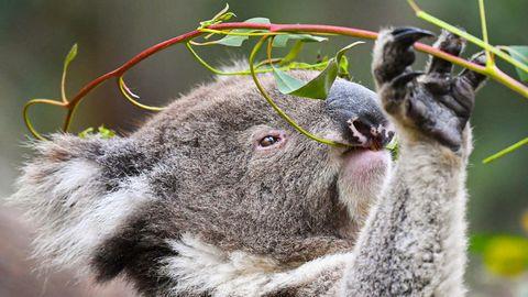 Australia: incendios forestales y enfermedades amenazan a los koalas - Stock 