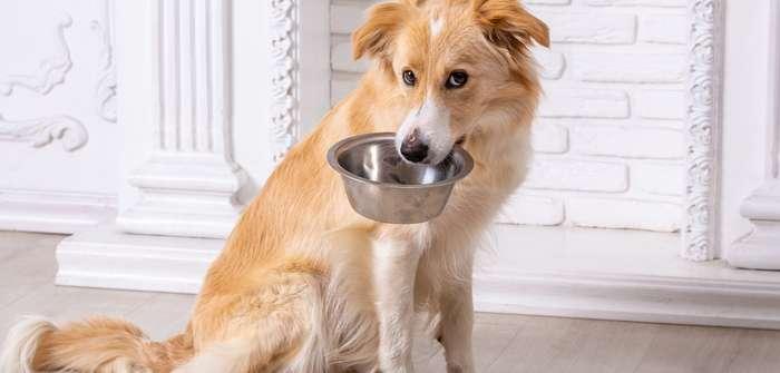 Junghunde bedarfsgerecht füttern – Lokale Nachrichten aus  