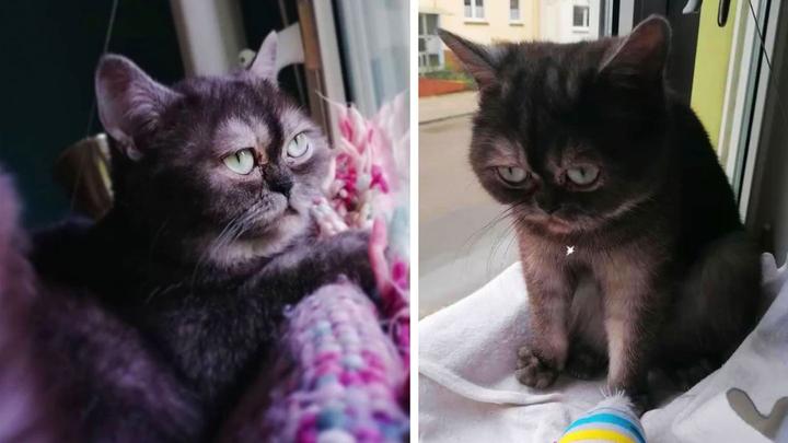 Mürrisch aussehende Katze Bean wird nach einem Jahr im Tierheim adoptiert (Video)