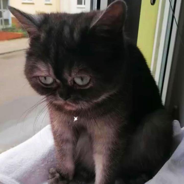 Mürrisch aussehende Katze Bean wird nach einem Jahr im Tierheim adoptiert (Video) 