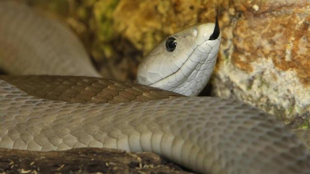 El receptor de serpientes - Mamba negro en los alicates apagados 