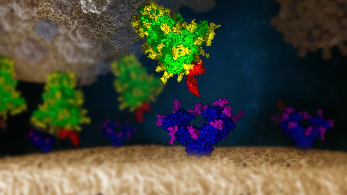Die Schwachstelle des Virus liegt im Spike-Protein