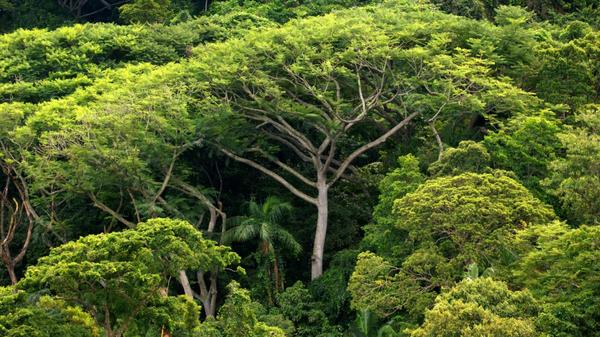 Bäumepflanzen für das Klima: Warum das komplex und teuer ist 