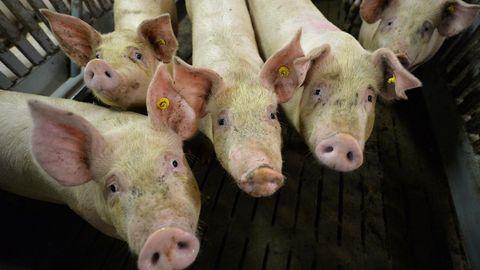 Tuberkulose bei Rindern: Wie gefährlich ist die Tierseuche?