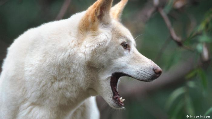 Dingoes na Austrália - erradicar ou proteger?