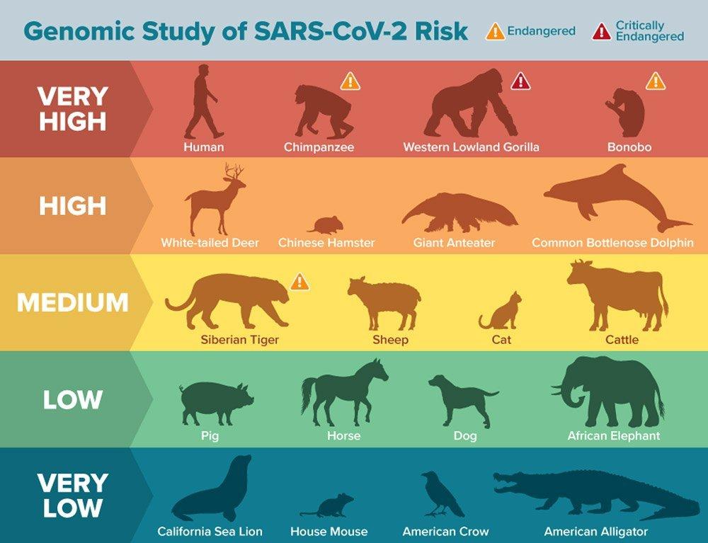 Welche Tiere teilen die meisten Viren mit uns? 
