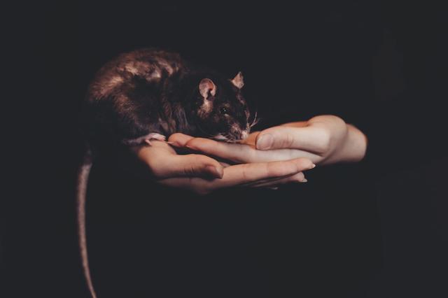 Bem-estar animal - sem monstros: por que ratos as pessoas melhores são 