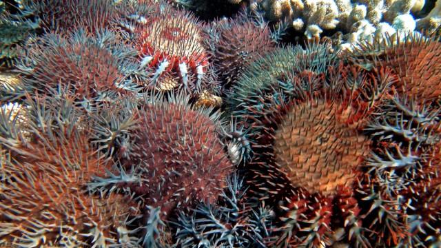 Cambio climático: cómo proteger a los grandes Barrera de Coral 