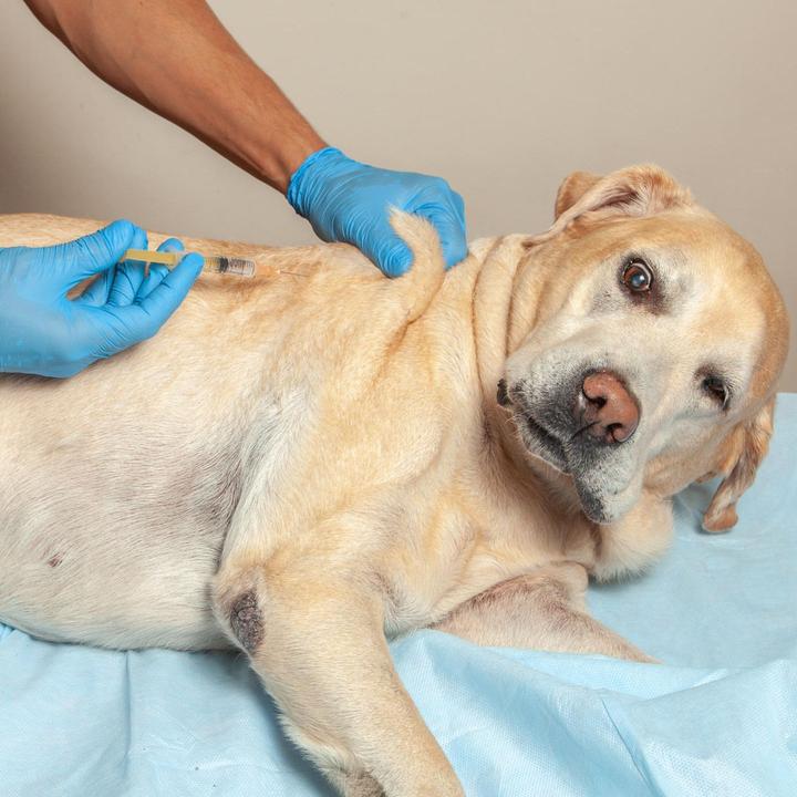 Enfermedad viral amenaza a los perros en Ense