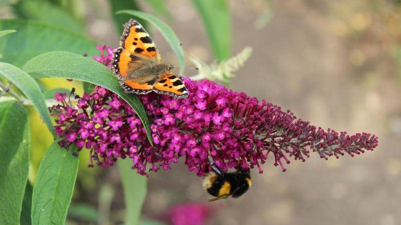 Dica de planejamento: Inovações para o jardim de insetos