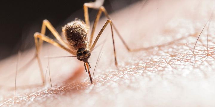 Nein, Mücken können kein Corona übertragen