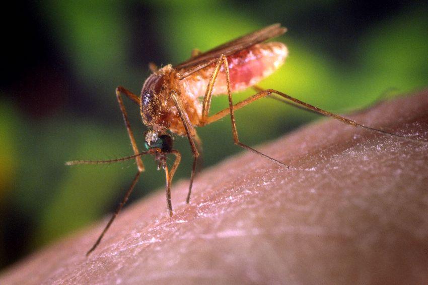 Nein, Mücken können kein Corona übertragen 