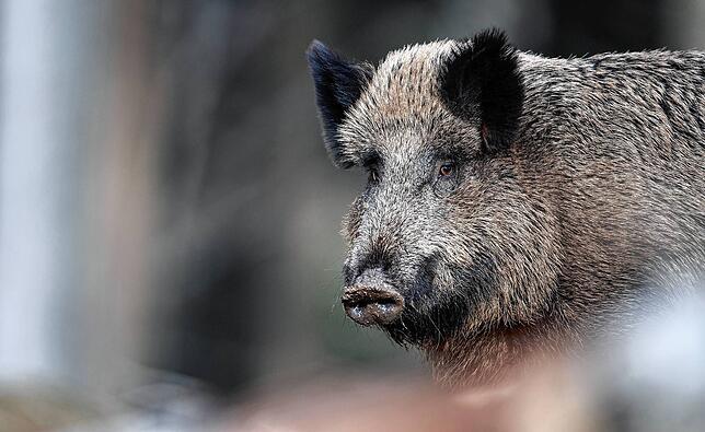 Afrikanische Schweinepest offenbar nicht gefährlich für den Menschen
