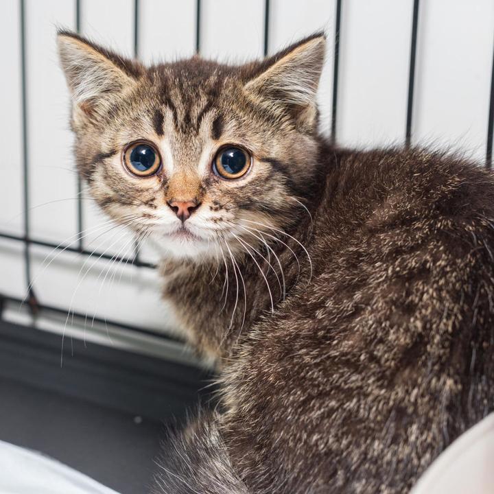 Proteção animal encontra gatos abandonados com mulher morta