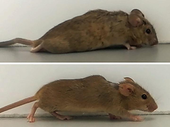 Hoffnung für Querschnittsgelähmte – deutsche Forscher machen gelähmte Mäuse wieder mobil